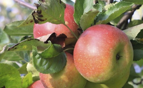 秋季吃什么水果可以减肥 秋季减肥的水果有哪些 哪些水果适合秋季减肥