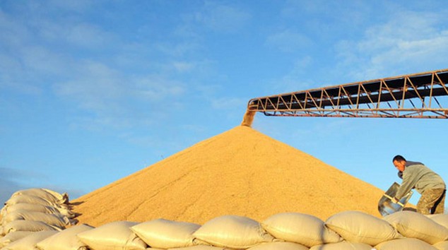 东昌府区今年夏粮收购工作结束 共收购小麦9.5万吨