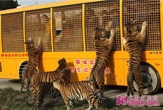 大熊猫空降水城 滨河野生动物世界五一盛大开业