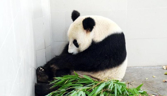 23岁大熊猫生双胞胎 创大熊猫产仔最高年龄纪录