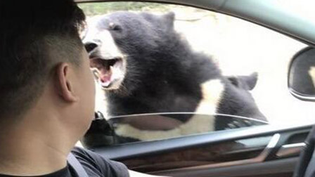 八达岭动物园黑熊咬伤游客 延庆旅游委责令整改