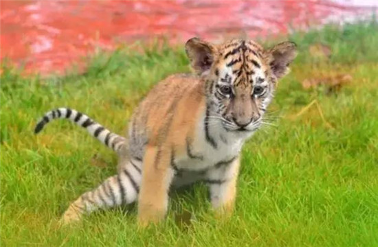 聊城动物园国庆迎来小老虎，萌态十足等你过来撩