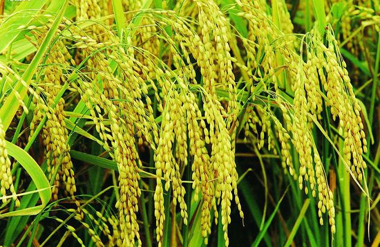 我国“绿色超级稻”新品种累计推广面积９０００万亩