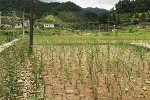 资料图：江西寻乌县三标乡建设的湿地生态修复工程。 苏路程 摄