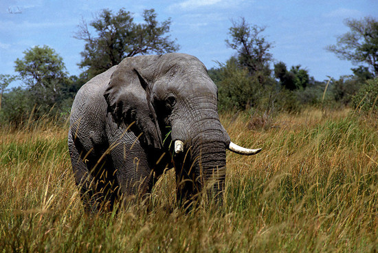 印度频发大象袭人事件：多人戏弄野象并拍照被踩死
