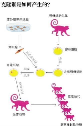 世界首只克隆猴在中国出生 研究遵守实验动物伦理规章