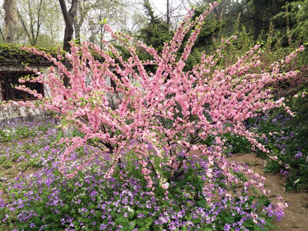 聊城花季开的什么花 园林专家带您去辨识