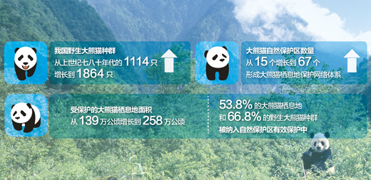 野外大熊猫濒危状况进一步缓解 66.8%野外种群得到严格保护