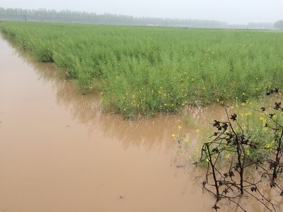 豪雨袭台致农业损失破5000万台币 高雄损失最严重