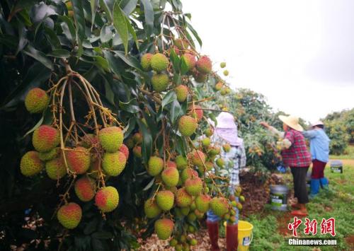 荔枝贵到吃不起？“水果自由”你实现了吗？