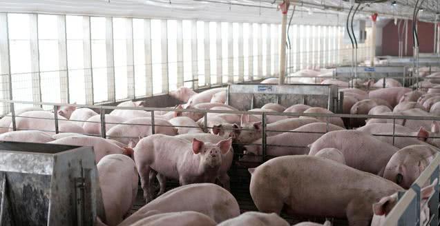中国取消3247吨美猪订单