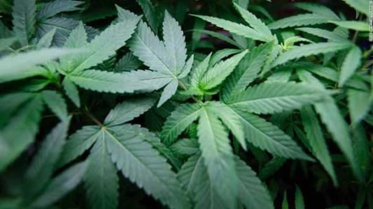 美国伊利诺伊州宣布成人用大麻合法化