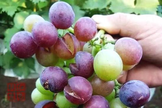 掌握九法防治葡萄成熟期裂果