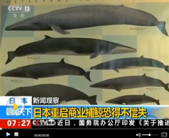 时隔30余年日本重启商业捕鲸 料将引发各方批评