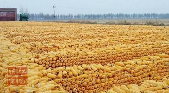 山东签约首单玉米收入“保险+期货”