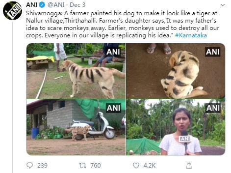 脑洞大！保护农作物免受猴害 印度农民把狗画成老虎(图)