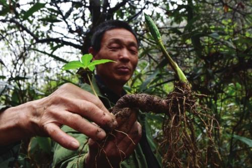 金佛山悬崖采药人变身药材种植能手