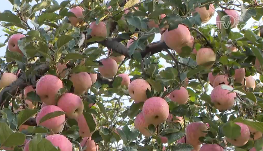 山东省370万亩苹果迎来丰收 预计10月底完成采摘