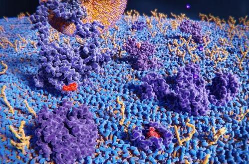 生命体内全新生物分子糖RNA首现