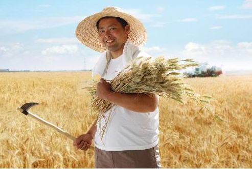 全国已收获小麦面积1.63亿亩