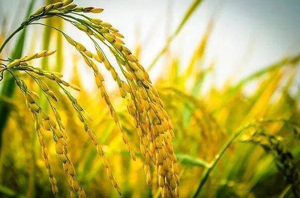 中国科研人员揭示水稻基因组中的“隐藏”变异