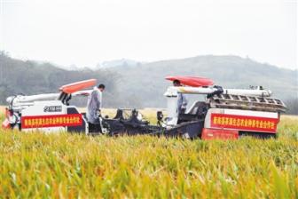 超级杂交水稻： 跨越育种“禁区”，让中国碗盛满中国粮