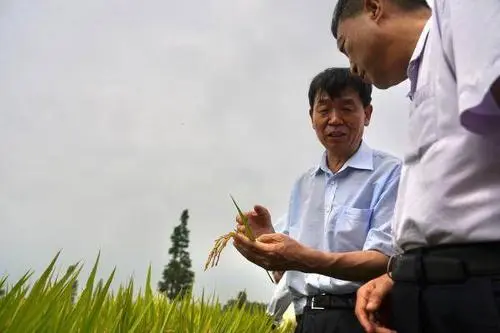 零的突破！中国双季早粳稻诞生