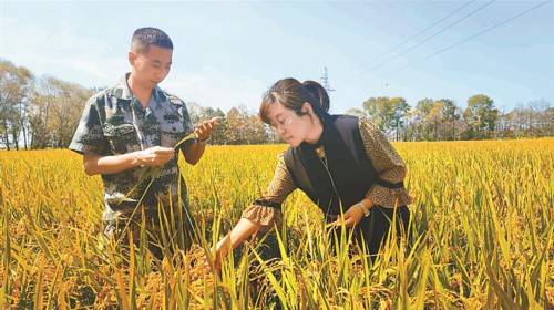 太空育种水稻 一穗长出132粒
