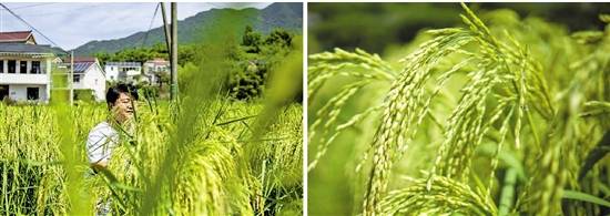 建德袁隆平生态水稻种植基地“巨型稻”挂穗