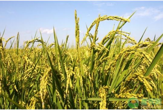2021年版国家级稻和玉米品种审定标准发布实施