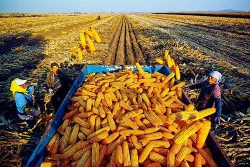 农业农村部：确保秋粮丰收到手、明年夏季粮油播种