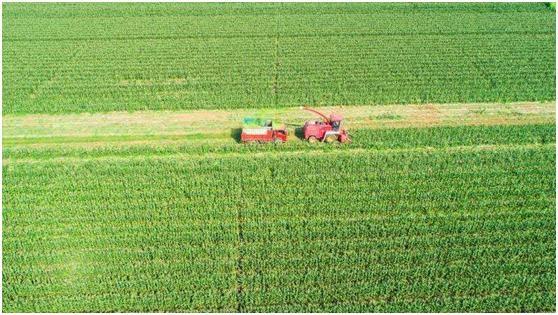 农业农村部：多措并举 确保秋粮丰收到手、明年夏季粮油播种