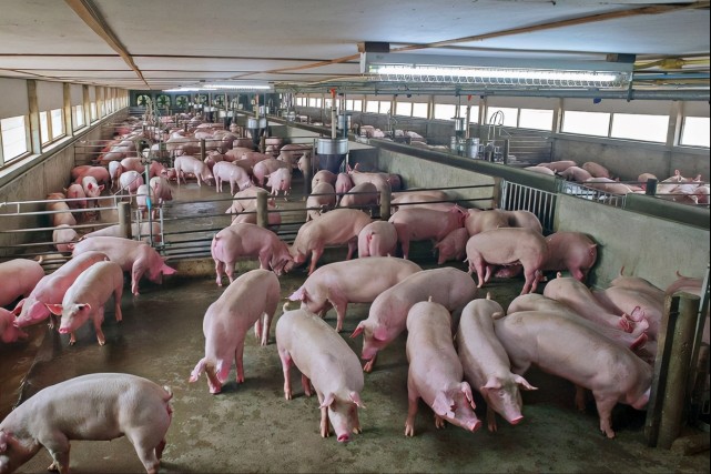 农业农村部：生猪市场供应相对宽松基本面没变