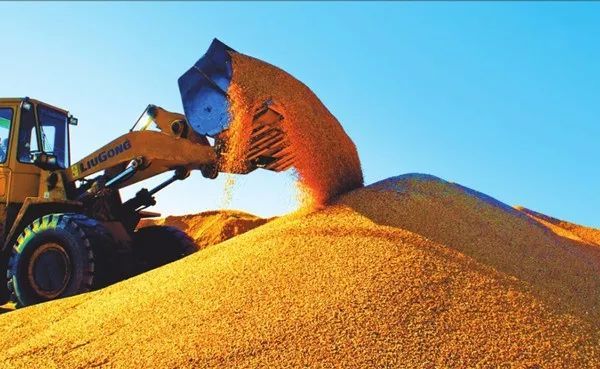 黑龙江粮食产量连续12年稳居全国首位，良种对粮食增产贡献率达45%