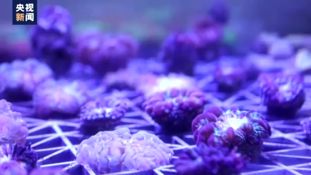 世界海洋日丨存在近5亿年！关于珊瑚的这些知识了解一下