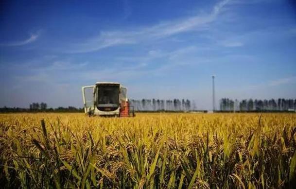 农业农村部:今年秋粮面积稳中有增 目前进入产量形成关键期