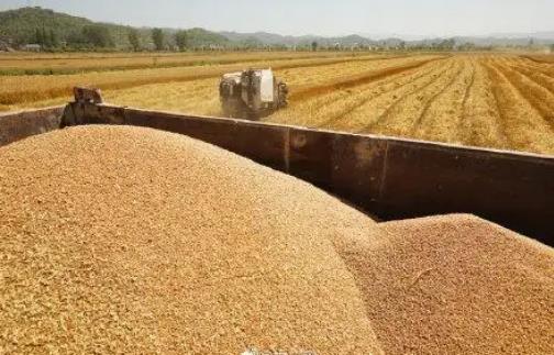 主产区各类粮食企业累计收购小麦5030万吨