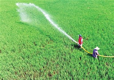 农业农村部派出工作组和科技小分队指导防范高温干旱保秋粮