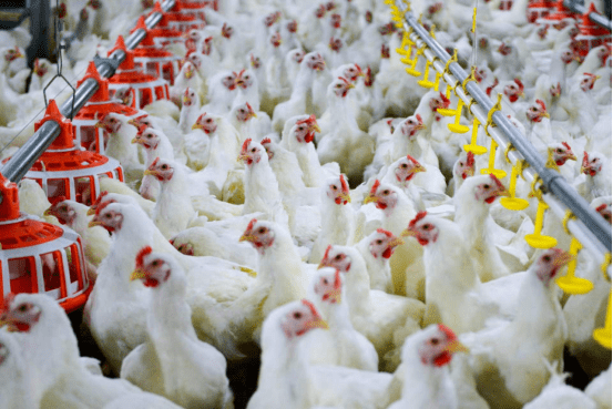农业农村部就加快自主培育白羽肉鸡品种推广应用作出部署