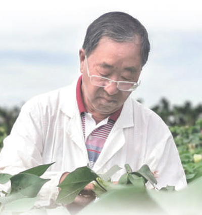 72岁棉花生物育种专家郭三堆——棉花是最美的那朵花