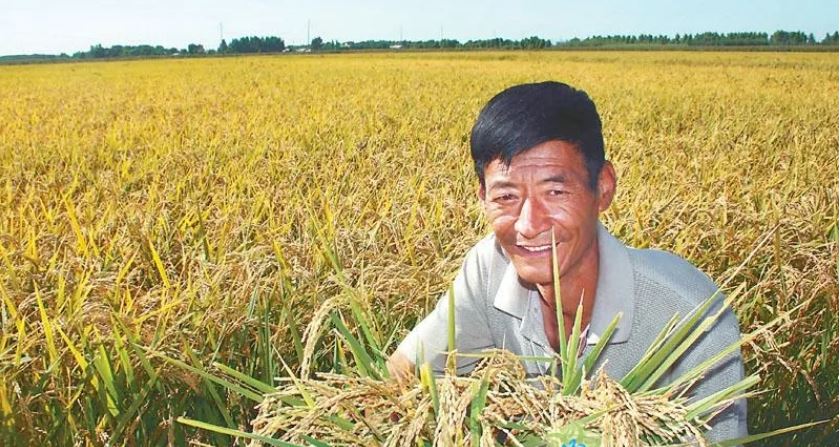 过去22年东北地区粮食产量增长近2倍