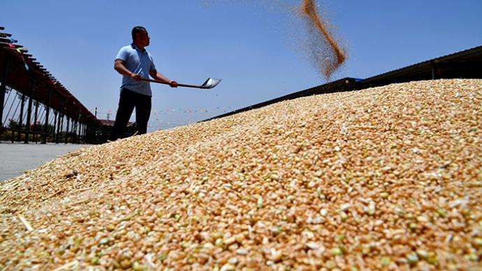 我国夏粮旺季收购圆满收官 截至9月底主产区累计收购小麦5884万吨