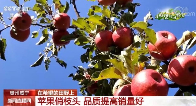 品质提高销量好 贵州威宁红苹果成为村民增收“致富果”