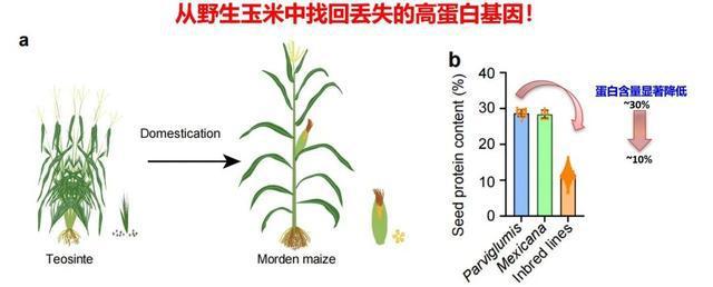 我国科学家从野生玉米中找回“丢失”的高蛋白基因