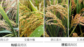 我国科学家找到调控水稻小麦穗发芽的“开关