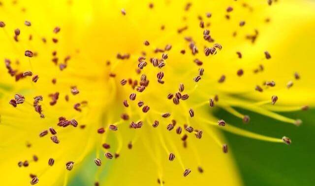 进入花粉高峰期 春季花粉过敏怎么办？