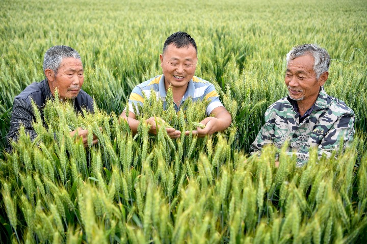 全国已春播粮食面积超1.4亿亩 完成意向面积15.1%