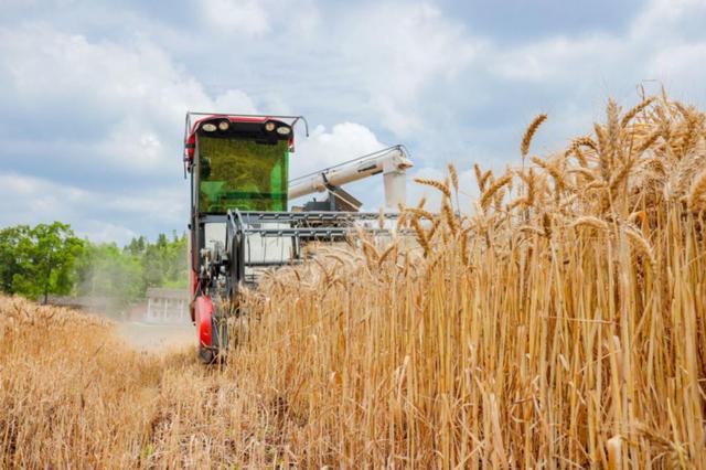 农业农村部再次部署安排“三夏”生产工作 应对持续阴雨天气及时抓好小麦抢收烘干晾晒