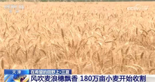 全国麦收进度过九成五 多地采取措施保障夏粮丰收