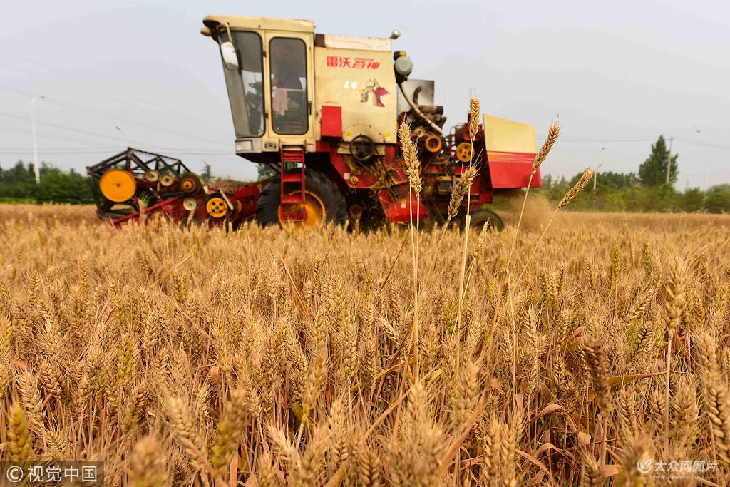 进度过七成半 全国冬小麦收获2.39亿亩